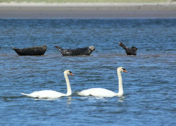 公寓 Armada Seashore Sligo Grange (Sligo)